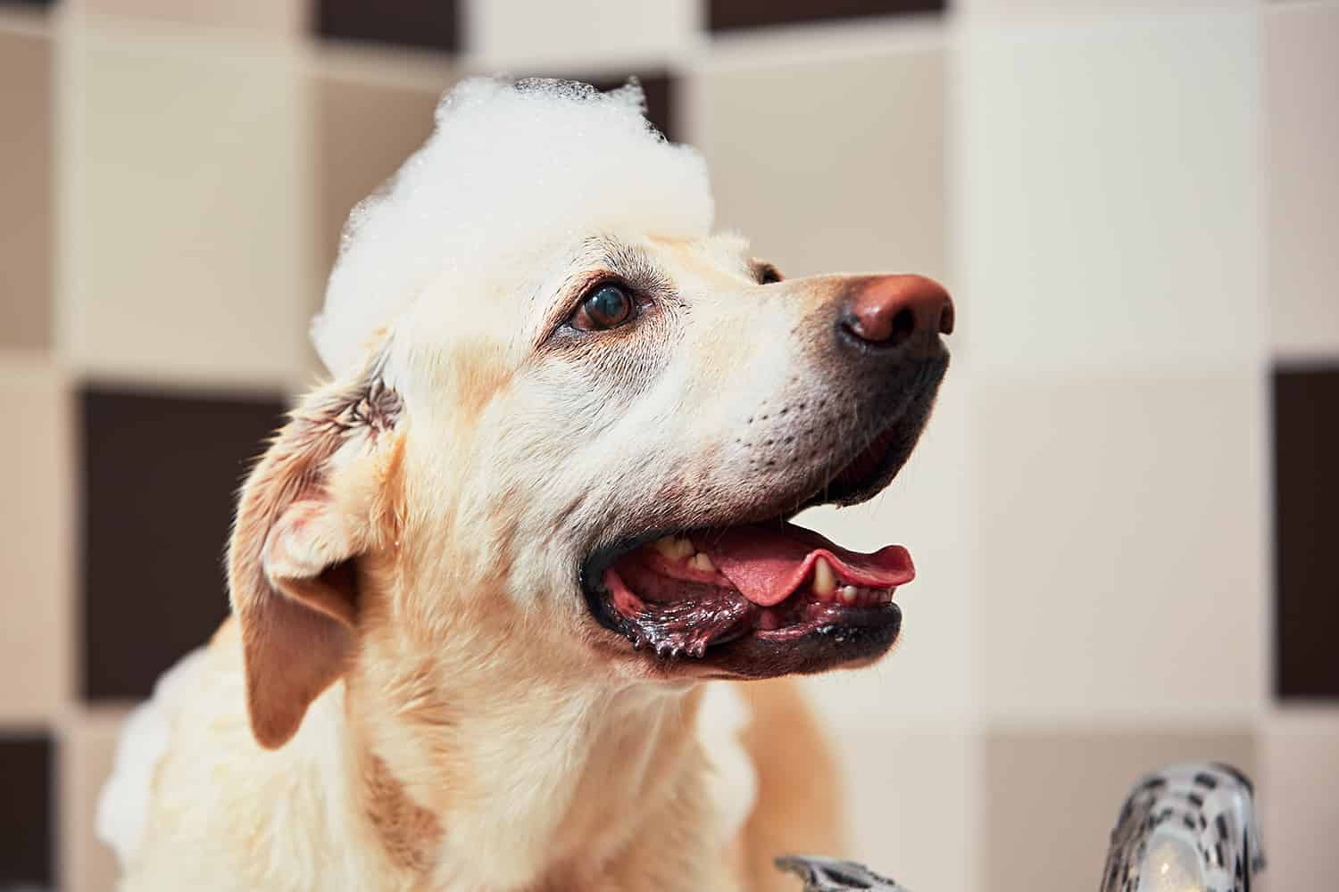 Chien avec shampoing