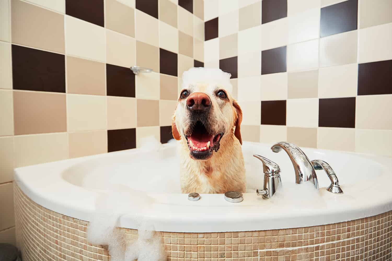 Chien dans le bain