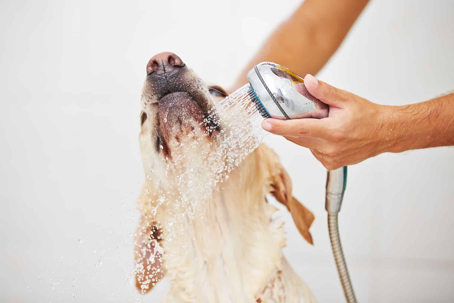 Chien sous la douche