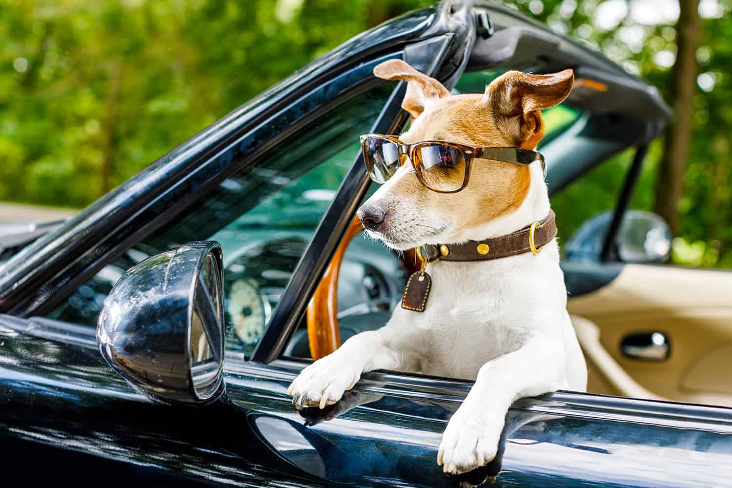 Chien en voiture