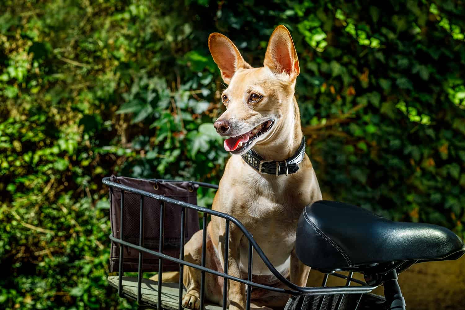 Chien dans un panier de vélo
