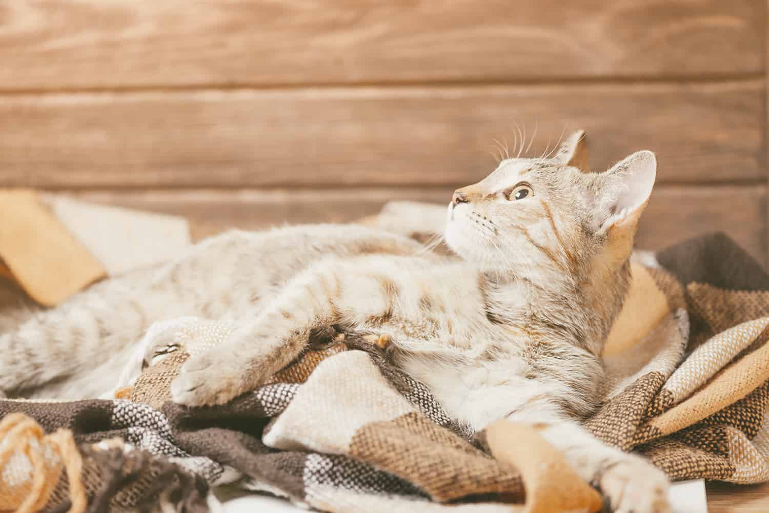 Chat