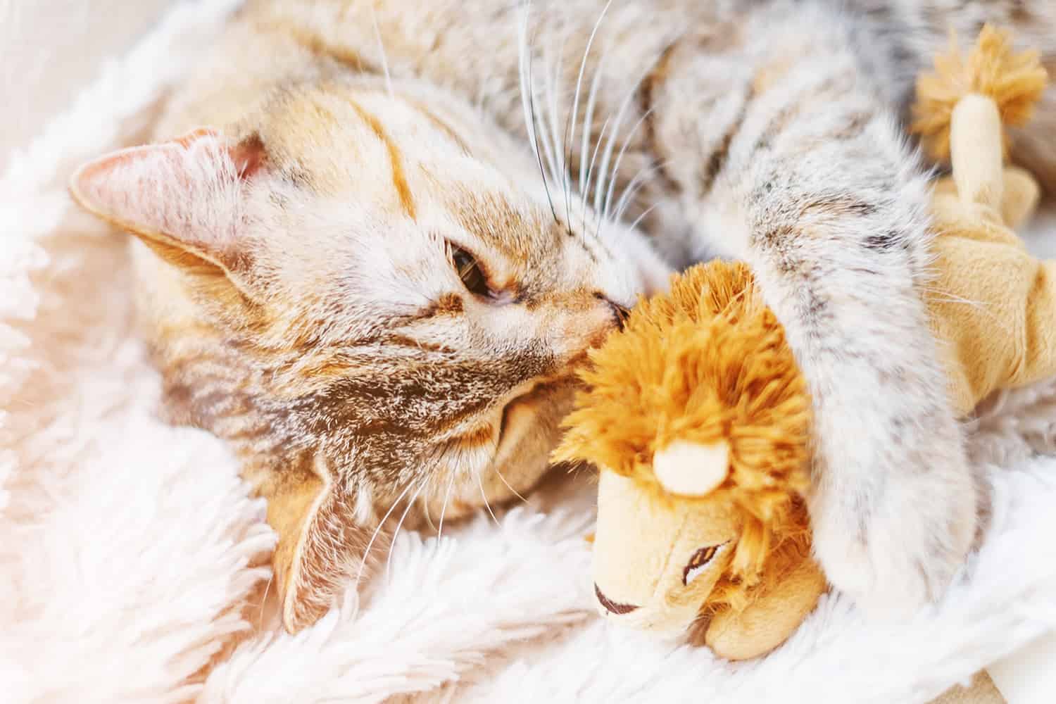 Chat avec peluche