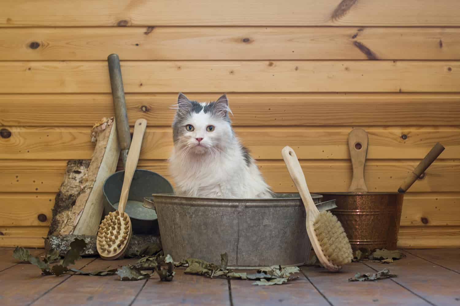 Chat dans une baignoire