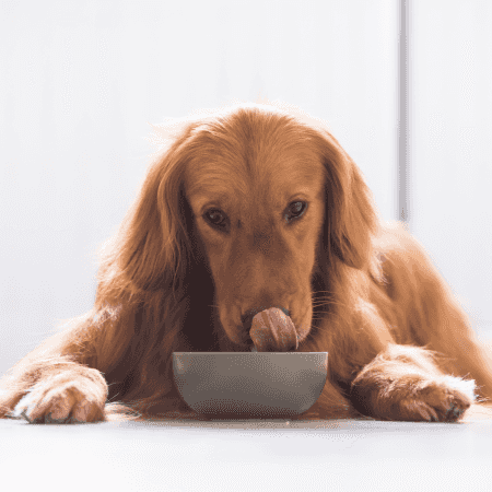 Alimentation chien