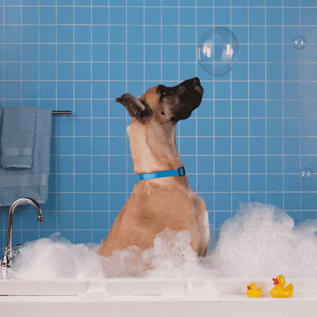 Toilettage chien