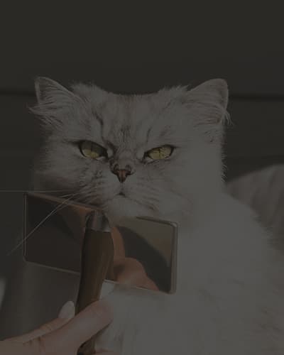 Astuces et conseils pour toiletter son chat à poils longs