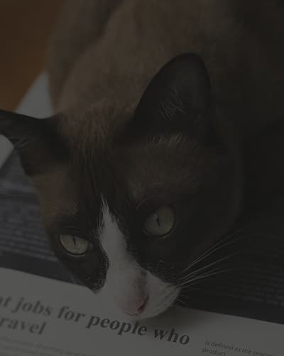 Comportement du chat : mieux comprendre son animal