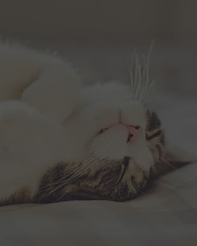 Pourquoi mon chat pétrit sa couverture ?