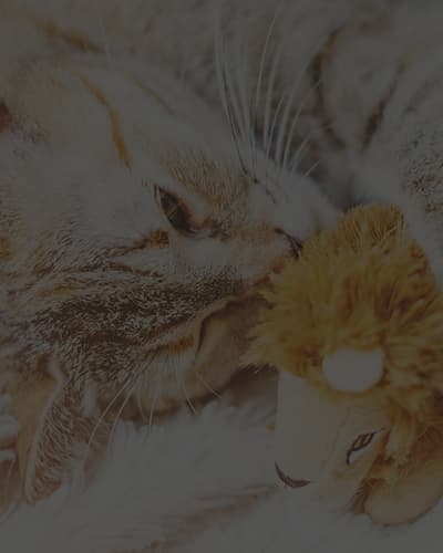 Quel est le meilleur jouet pour mon chat ?