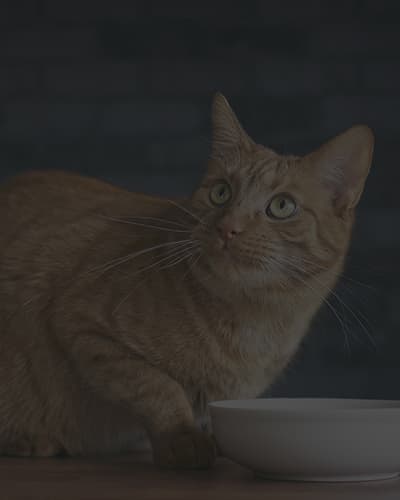 Pourquoi mon chat gratte autour de sa gamelle ?