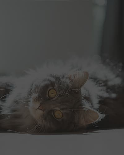 Comment empêcher mon chat de griffer le canapé ?