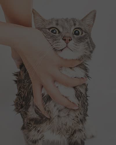 Comment laver un chat ou un chaton ?