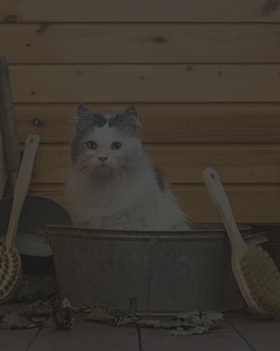 Avec quoi laver son chat ? Les produits à utiliser