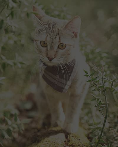 Promener son chat en toute sécurité