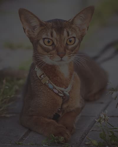 Colliers pour chats : quels dangers ?