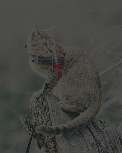 Comment mettre un harnais pour chat ?