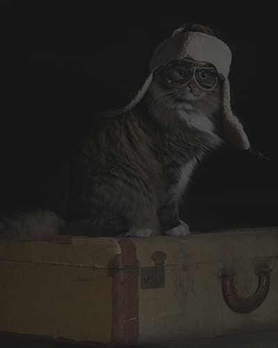 Voyager avec son chat : conseils et astuces