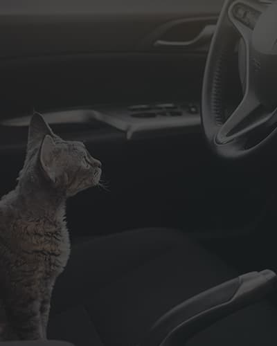 Comment transporter son chat en voiture en toute sécurité ?
