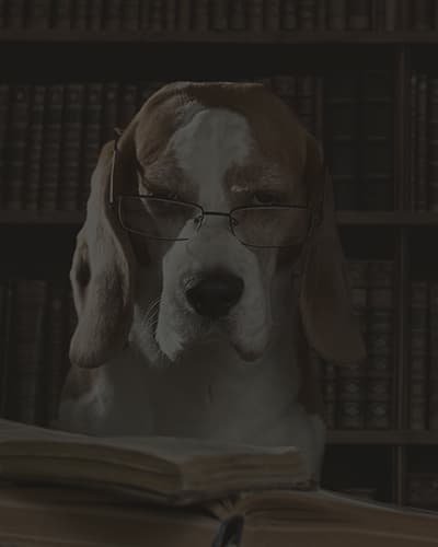 Chien en laisse : que dit la loi ?