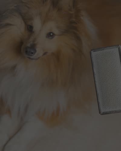 Comment démêler les poils de son chien ?