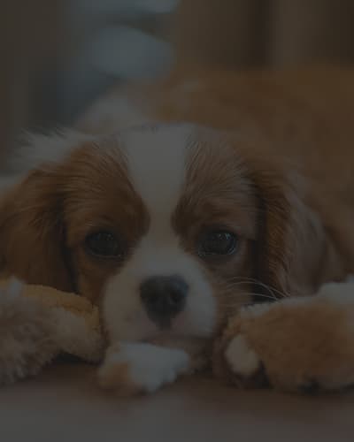 Comprendre les comportements du chien