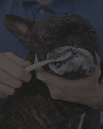 Comment laver les dents de son chien ?