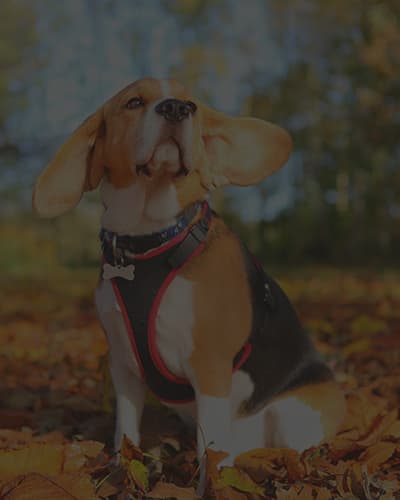 Comment mettre un harnais à son chien ?