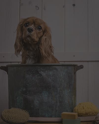 Quels produits utiliser pour laver son chien?