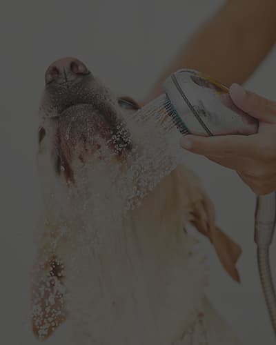 Comment laver son Chien ?