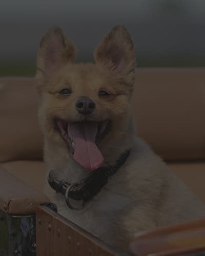 Comment transporter son chien en moto ?