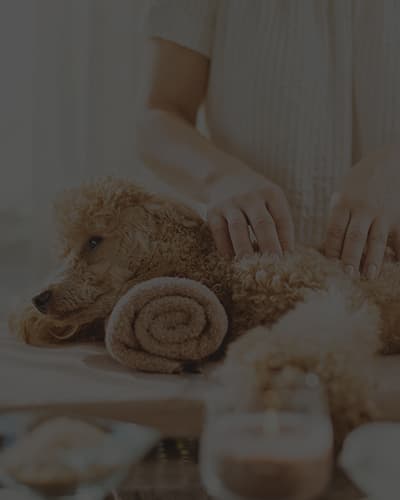 Comment masser son chien ?