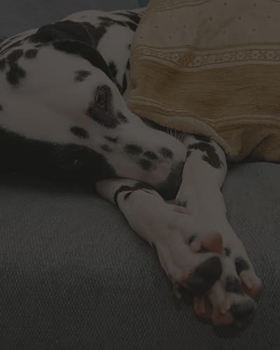 Mon chien a le mal des transports : que faire ?