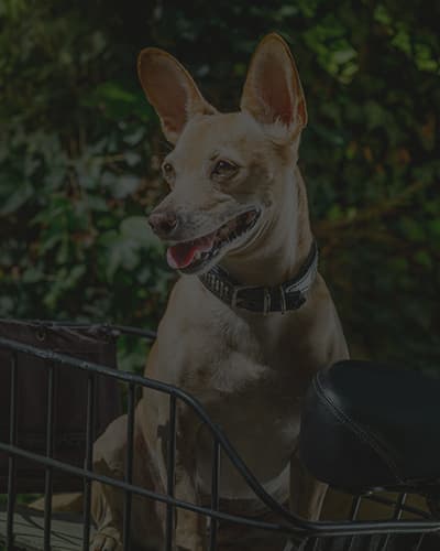 Comment transporter son chien en vélo ?