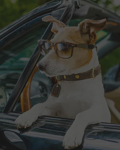 Comment transporter son chien en voiture ?