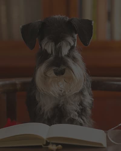 Mon chien fait les 100 pas : que faire ?