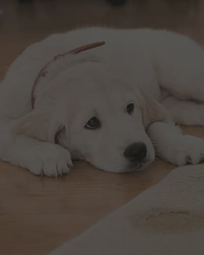 Mon chien fait pipi dans la maison : que faire ?