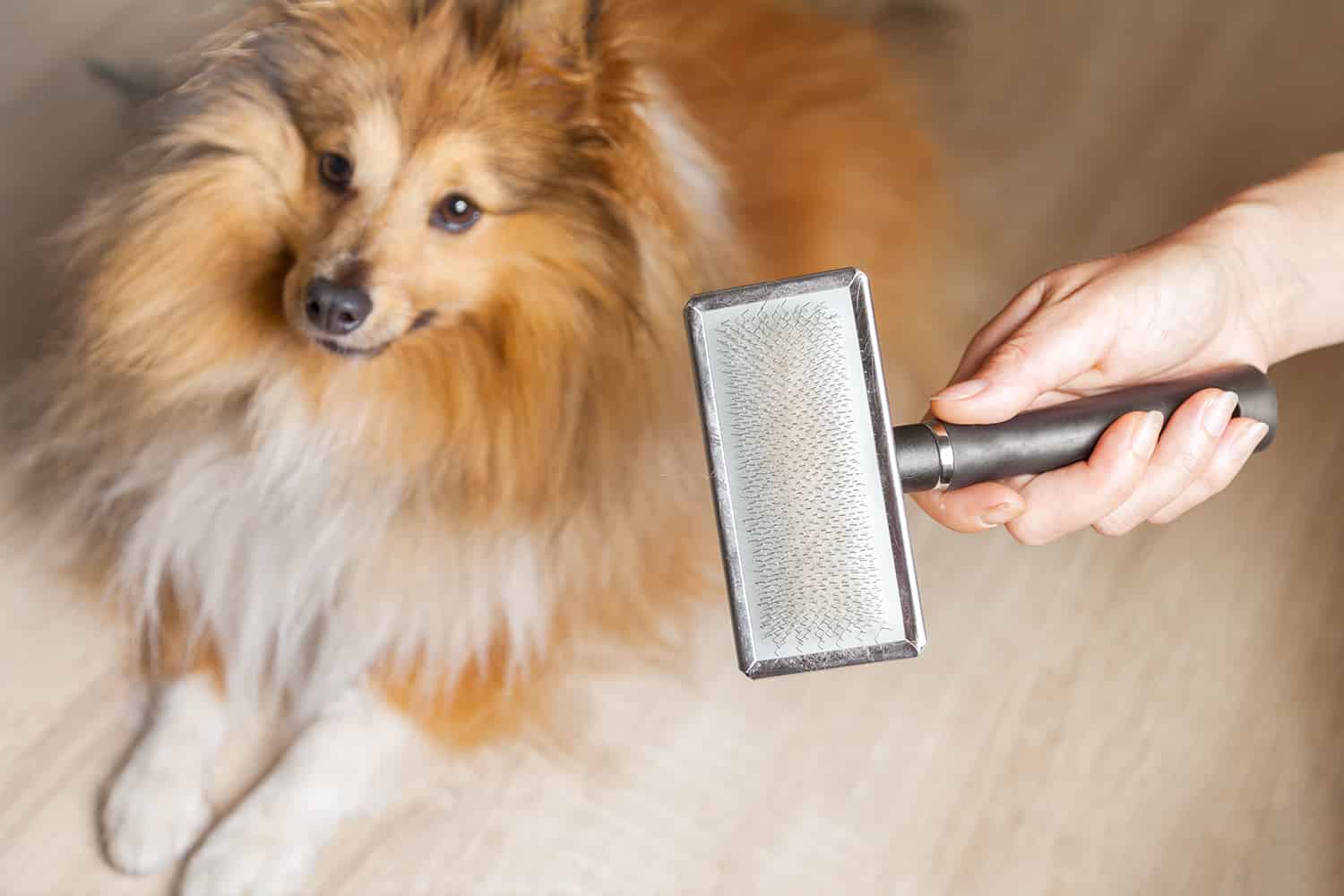 Chien brosse