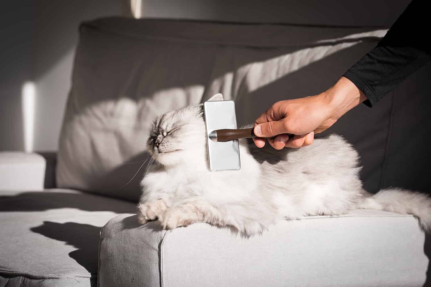 Chat qui se fait brosser