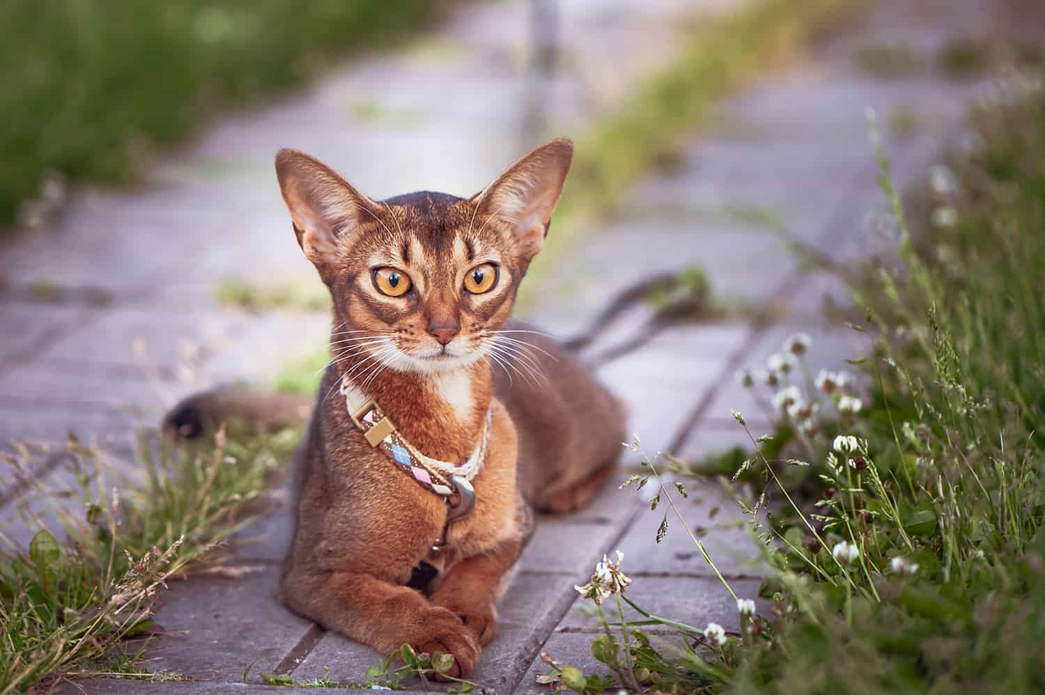 Chat avec un collier