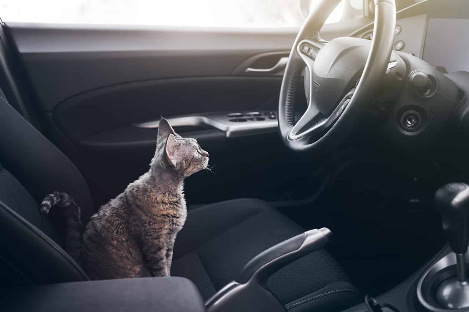 Chat au volant