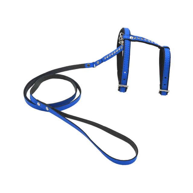 Comme Un Roi - Harnais et Laisse Cuir So Funky Bleu pour Chat - TU