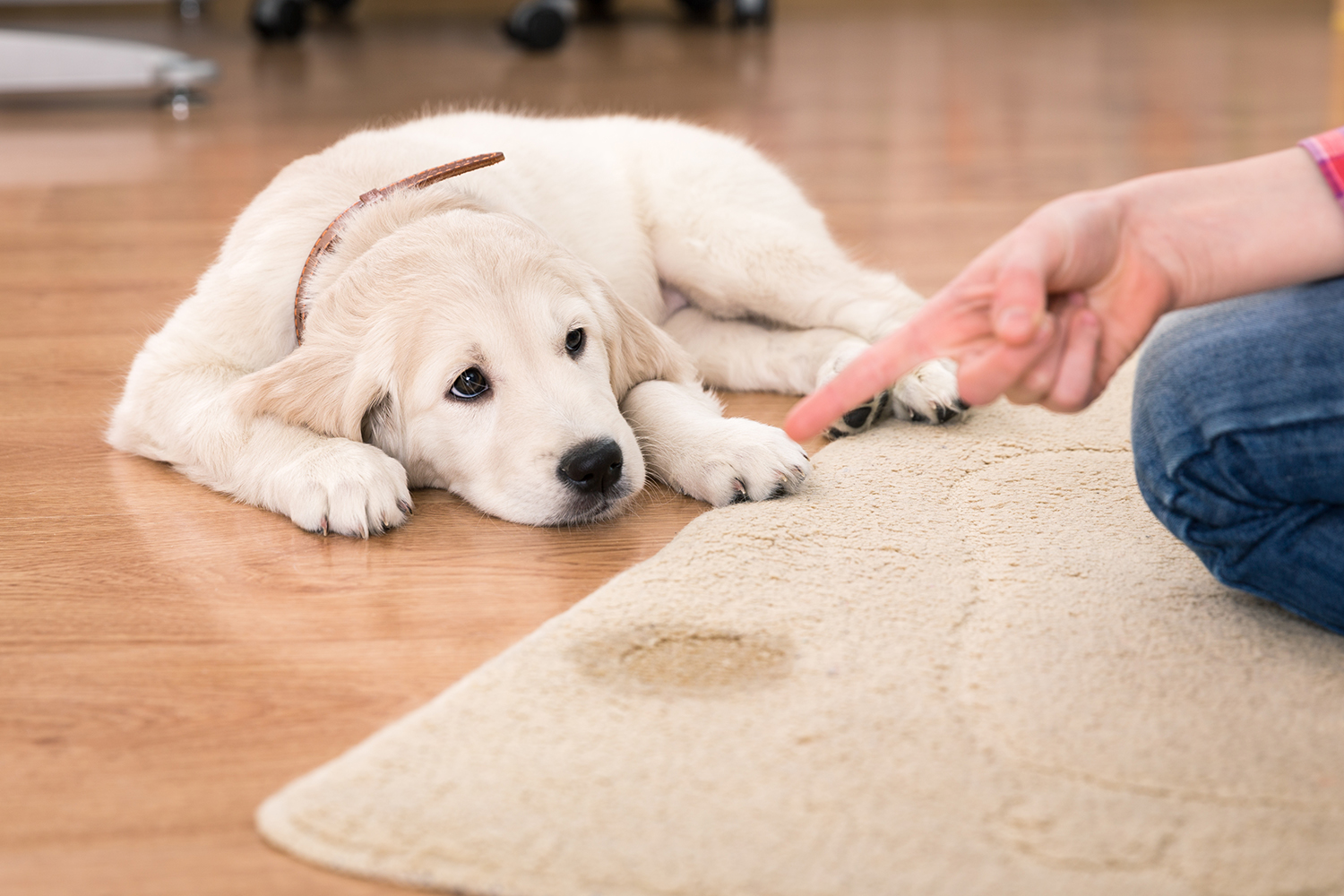 Mon chien fait pipi dans la maison que faire ? Comme un Roi