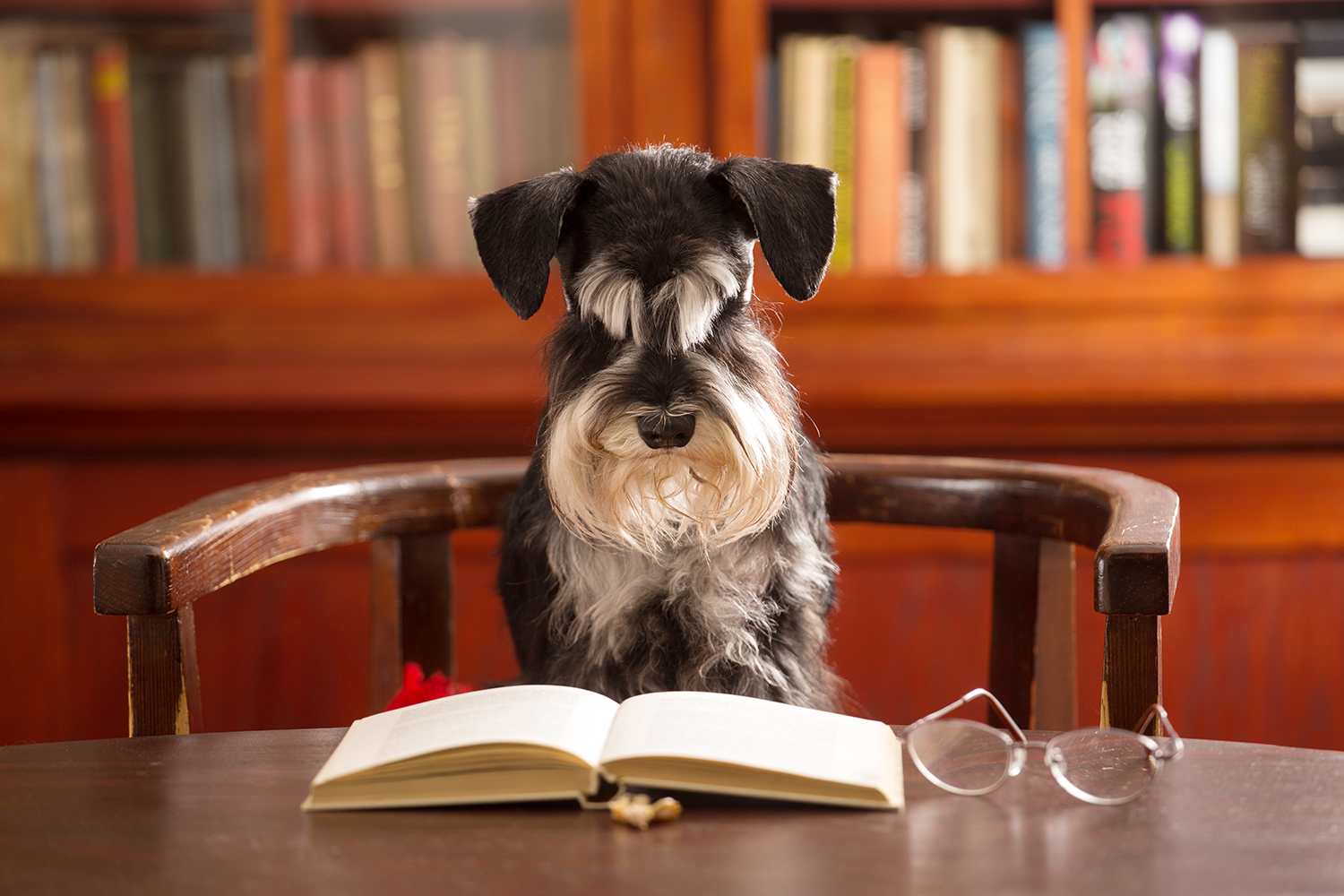 Mon chien fait les 100 pas : que faire ?  Comme un Roi
