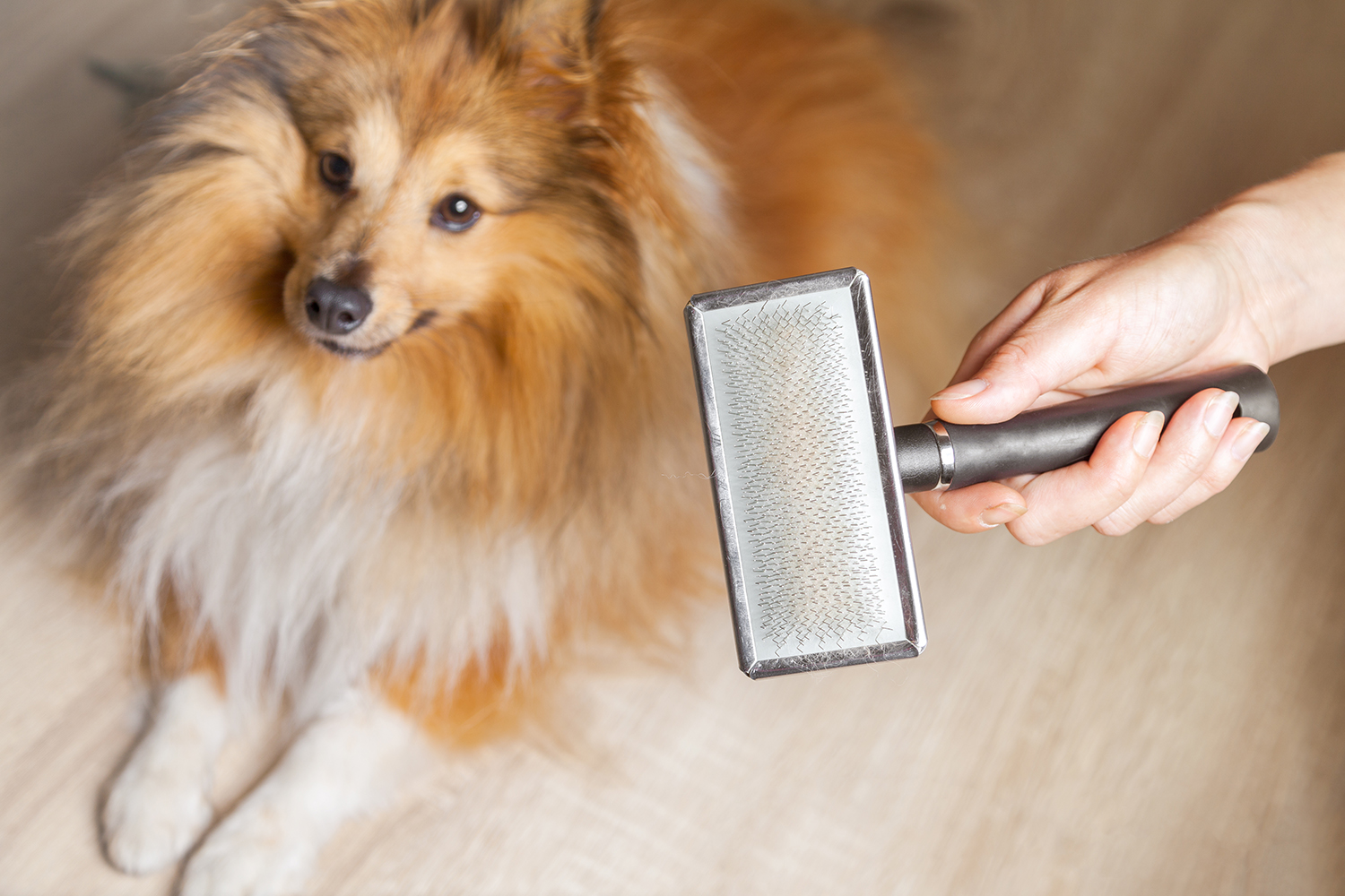 Comment Enlever Les Bourres De Poils De Chien Comme Un Roi Comment Enlever Les Bourres De Poils De Chien Comme Un Roi