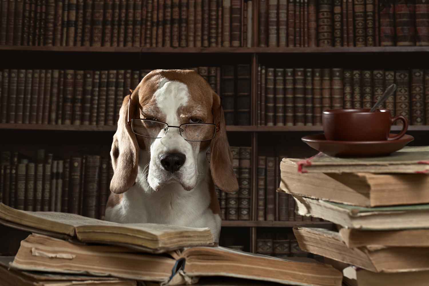 Promener son chien sans laisse : que dit la loi ?  Comme un Roi