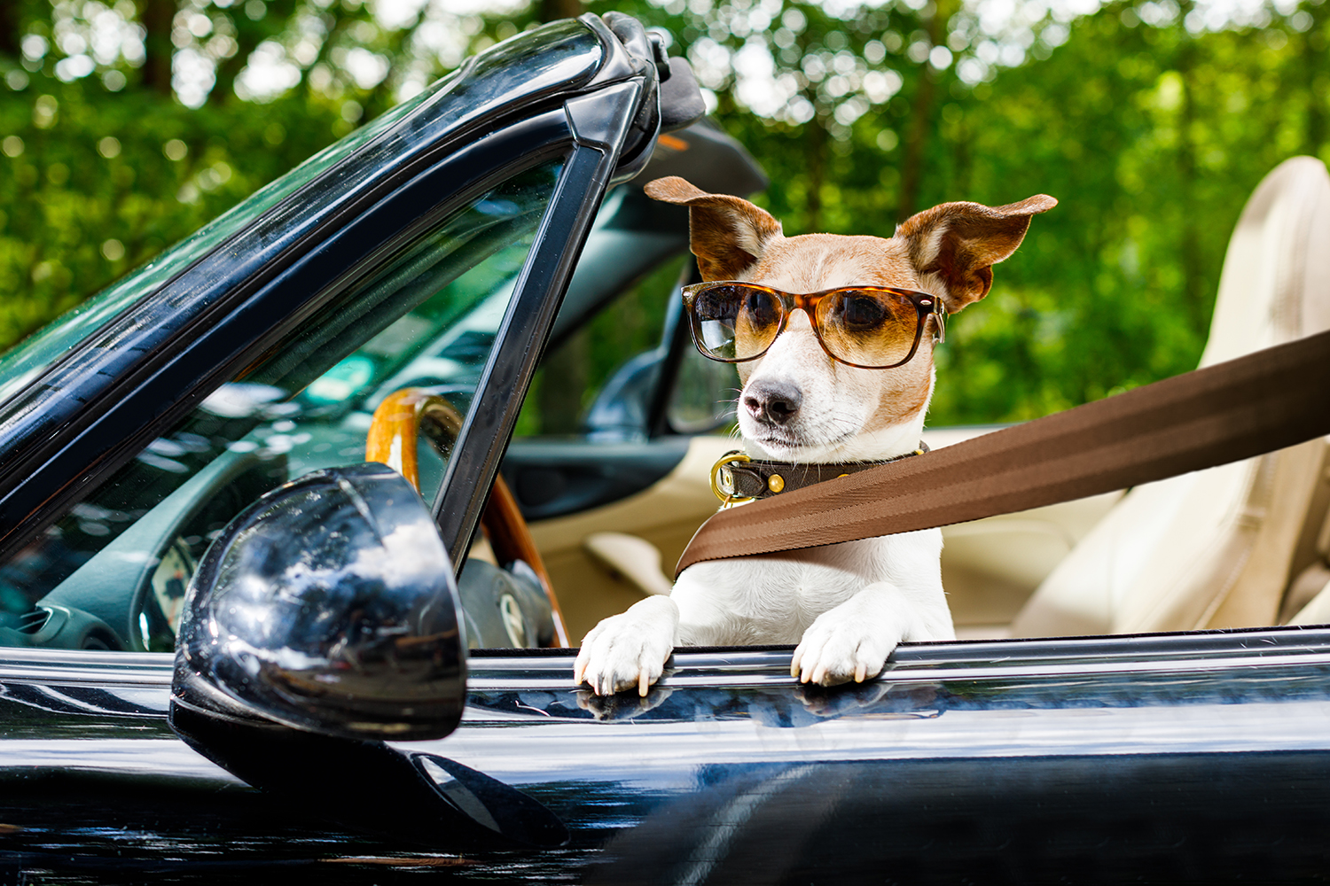 Skoda anticipe l'obligation de ceinturer son chien en voiture - Challenges