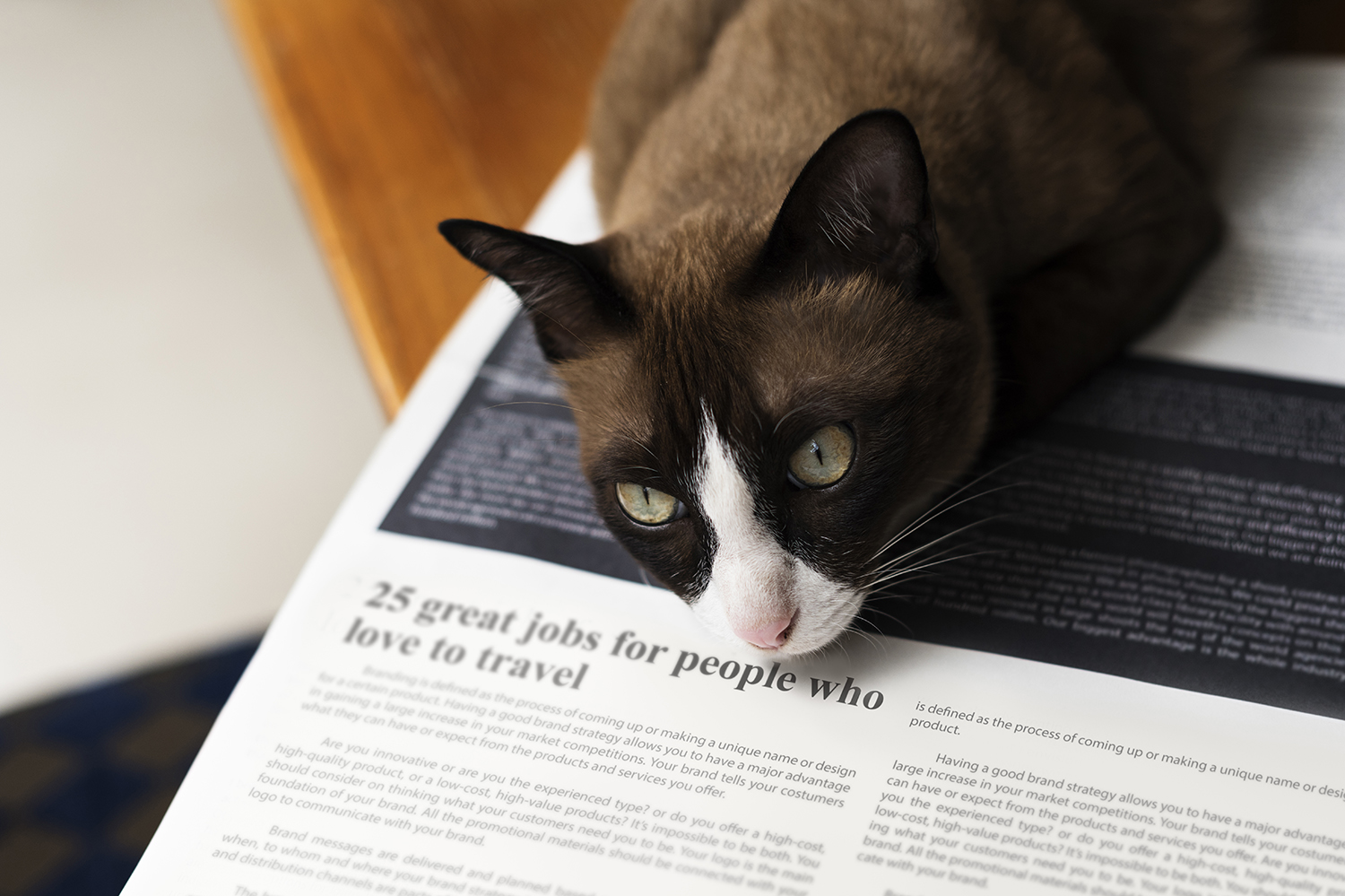 Comportement Du Chat Mieux Comprendre Son Animal Comme Un Roi