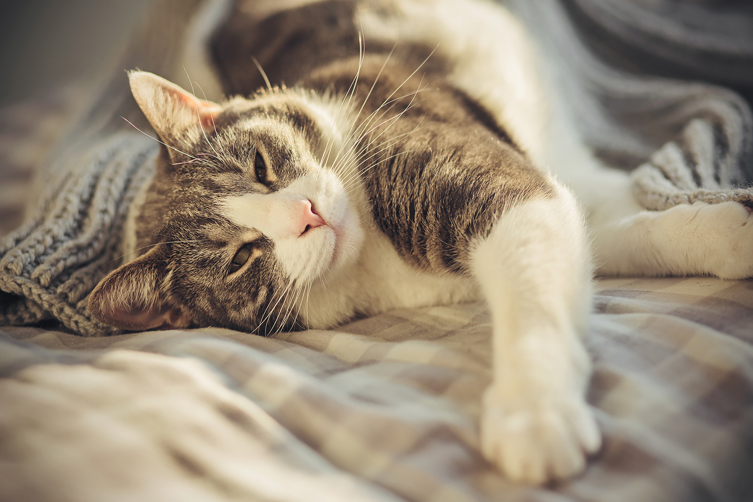 Pourquoi mon chat pétrit sa couverture ? | Comme un Roi