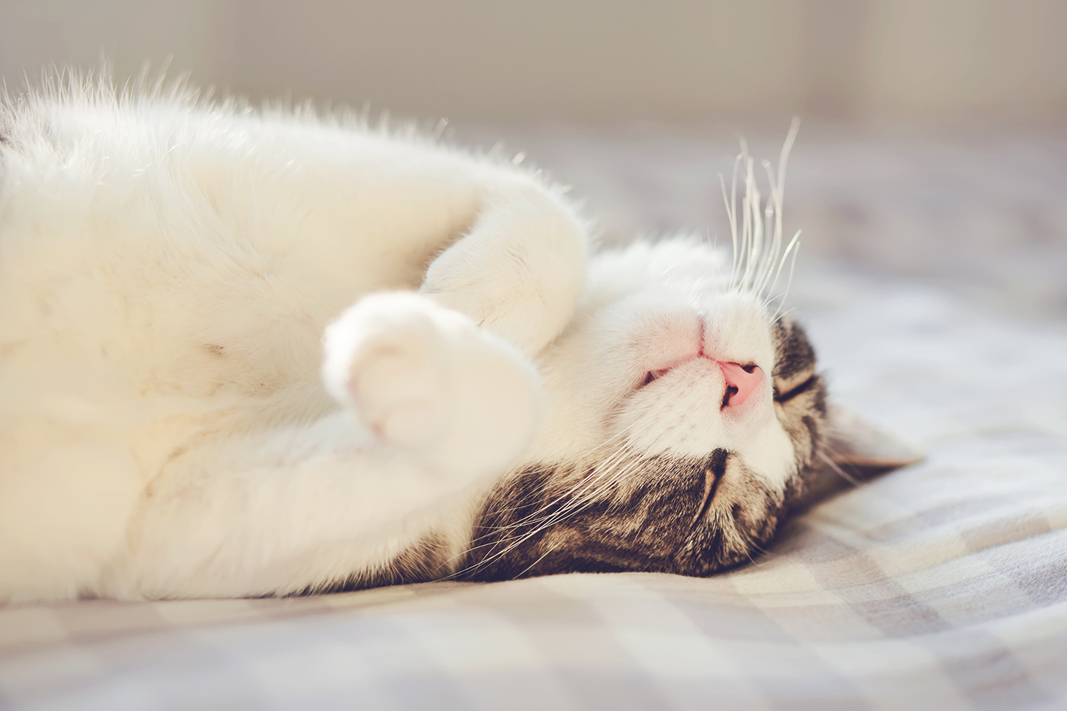 Pourquoi mon chat pétrit sa couverture ? | Comme un Roi